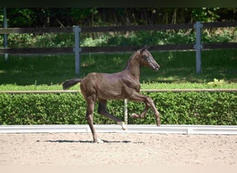 Deutsches Sportpferd, Hengst, 1 Jahr, Rappe