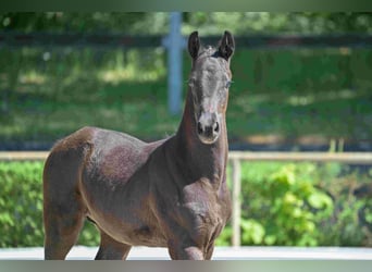 Deutsches Sportpferd, Hengst, 1 Jahr, Rappe