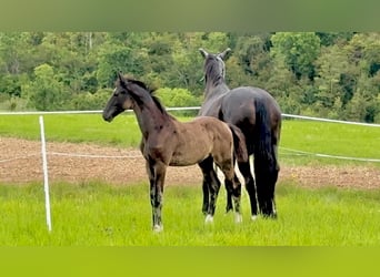 Deutsches Sportpferd, Hengst, 1 Jahr, Schwarzbrauner