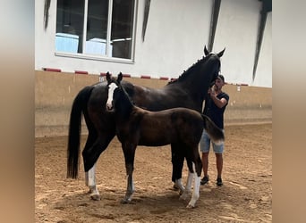 Deutsches Sportpferd, Hengst, 1 Jahr, Schwarzbrauner