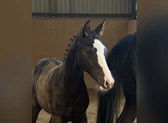 Deutsches Sportpferd, Hengst, 1 Jahr, Schwarzbrauner