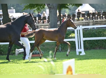 Deutsches Sportpferd, Hengst, 1 Jahr