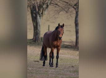 Deutsches Sportpferd, Hengst, 20 Jahre, 168 cm, Brauner