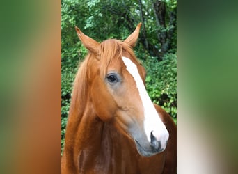 Deutsches Sportpferd, Hengst, 2 Jahre, 155 cm, Fuchs