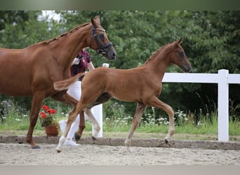 Deutsches Sportpferd, Hengst, 2 Jahre, 155 cm, Fuchs