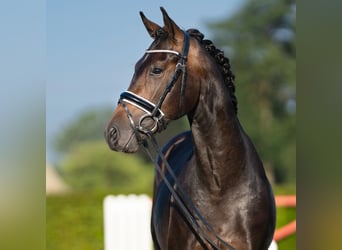 Deutsches Sportpferd, Hengst, 2 Jahre, 158 cm, Dunkelbrauner