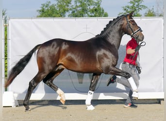 Deutsches Sportpferd, Hengst, 2 Jahre, 158 cm, Dunkelbrauner