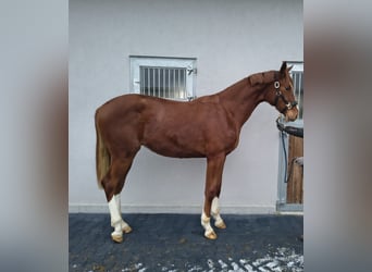 Deutsches Sportpferd, Hengst, 2 Jahre, 158 cm, Fuchs