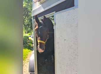 Deutsches Sportpferd, Hengst, 2 Jahre, 160 cm, Dunkelbrauner