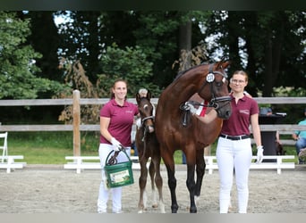 Deutsches Sportpferd, Hengst, 2 Jahre, 160 cm, Dunkelbrauner