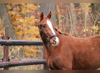 Deutsches Sportpferd, Hengst, 2 Jahre, 163 cm, Fuchs