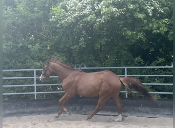 Deutsches Sportpferd, Hengst, 2 Jahre, 164 cm, Dunkelfuchs