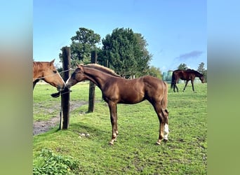 Deutsches Sportpferd, Hengst, 2 Jahre, 164 cm, Dunkelfuchs