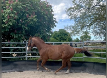 Deutsches Sportpferd, Hengst, 2 Jahre, 164 cm, Dunkelfuchs