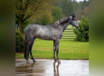 Deutsches Sportpferd, Hengst, 2 Jahre, 164 cm, Schimmel