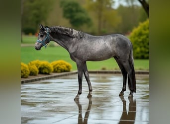 Deutsches Sportpferd, Hengst, 2 Jahre, 164 cm, Schimmel