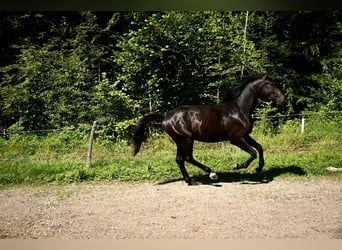 Deutsches Sportpferd, Hengst, 2 Jahre, 164 cm, Schwarzbrauner