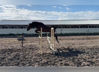 Deutsches Sportpferd, Hengst, 2 Jahre, 165 cm, Brauner