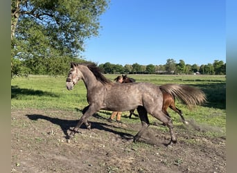 Deutsches Sportpferd, Hengst, 2 Jahre, 165 cm, Schimmel