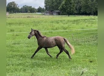 Deutsches Sportpferd, Hengst, 2 Jahre, 165 cm, Schimmel