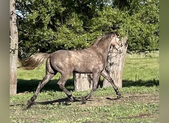 Deutsches Sportpferd, Hengst, 2 Jahre, 165 cm, Schimmel