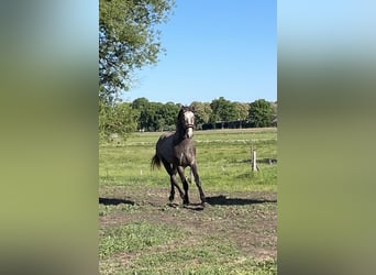Deutsches Sportpferd, Hengst, 2 Jahre, 165 cm, Schimmel