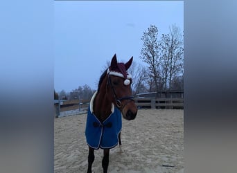 Deutsches Sportpferd, Hengst, 2 Jahre, 166 cm, Brauner