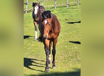 Deutsches Sportpferd, Hengst, 2 Jahre, 166 cm, Brauner