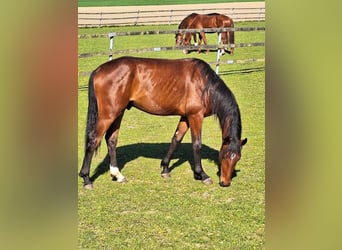 Deutsches Sportpferd, Hengst, 2 Jahre, 166 cm, Brauner