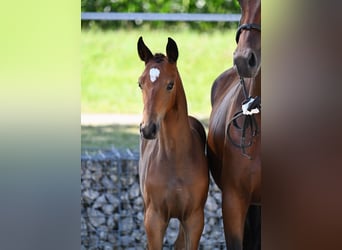 Deutsches Sportpferd, Hengst, 2 Jahre, 166 cm, Brauner