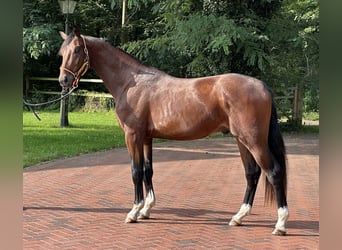 Deutsches Sportpferd, Hengst, 2 Jahre, 166 cm, Brauner