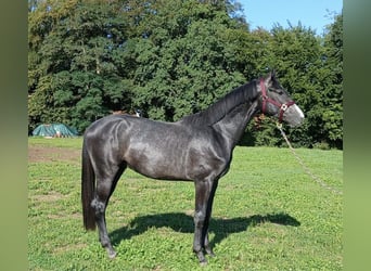 Deutsches Sportpferd, Hengst, 2 Jahre, 166 cm, Rappschimmel
