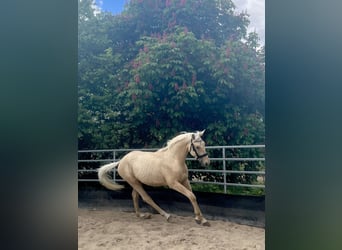 Deutsches Sportpferd, Hengst, 2 Jahre, 167 cm, Palomino