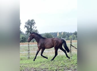 Deutsches Sportpferd, Hengst, 2 Jahre, 168 cm, Brauner
