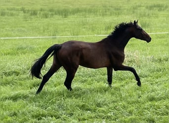 Deutsches Sportpferd, Hengst, 2 Jahre, 168 cm, Brauner