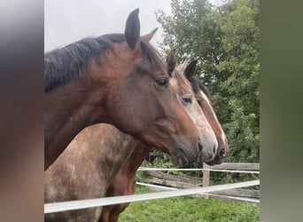 Deutsches Sportpferd, Hengst, 2 Jahre, 168 cm, Brauner