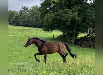 Deutsches Sportpferd, Hengst, 2 Jahre, 168 cm, Brauner