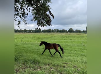 Deutsches Sportpferd, Hengst, 2 Jahre, 168 cm, Brauner