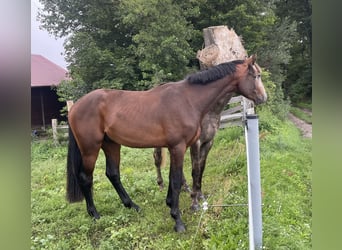 Deutsches Sportpferd, Hengst, 2 Jahre, 168 cm, Brauner