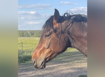 Deutsches Sportpferd, Hengst, 2 Jahre, 168 cm, Brauner