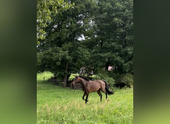 Deutsches Sportpferd, Hengst, 2 Jahre, 168 cm, Brauner
