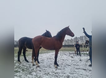 Deutsches Sportpferd, Hengst, 2 Jahre, 168 cm, Brauner