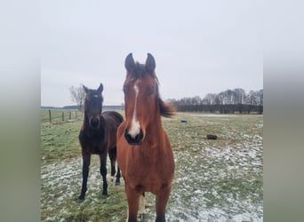 Deutsches Sportpferd, Hengst, 2 Jahre, 168 cm, Brauner