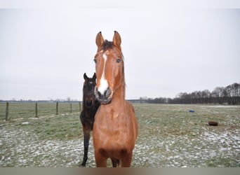 Deutsches Sportpferd, Hengst, 2 Jahre, 168 cm, Brauner