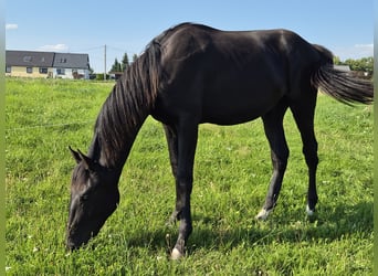 Deutsches Sportpferd, Hengst, 2 Jahre, 168 cm, Rappe