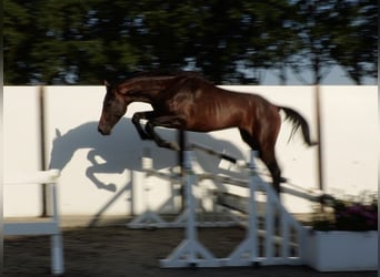 Deutsches Sportpferd, Hengst, 2 Jahre, 169 cm, Brauner