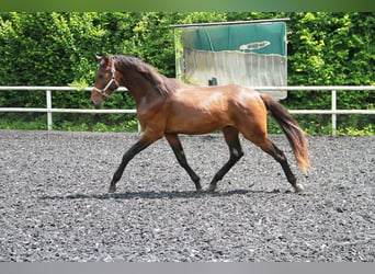 Deutsches Sportpferd, Hengst, 2 Jahre, 170 cm, Brauner