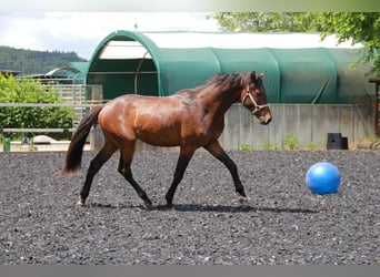 Deutsches Sportpferd, Hengst, 2 Jahre, 170 cm, Brauner