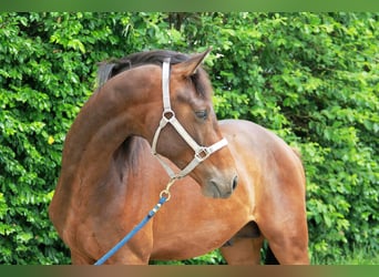 Deutsches Sportpferd, Hengst, 2 Jahre, 170 cm, Brauner
