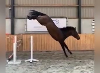 Deutsches Sportpferd, Hengst, 2 Jahre, 170 cm, Brauner